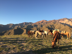 Sunrise hike with horses
