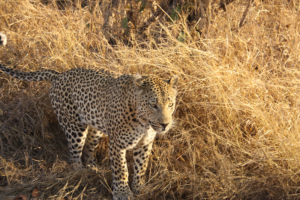 Leopard sighting in Botswana