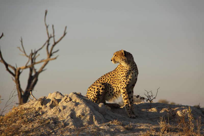 Cheetah portrait