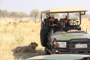 Lion by safari vehicle