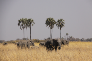 Elephants in the fields