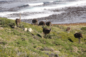 Cape of Good Hope, ostriches