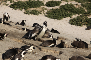 Boulders Bay penguins
