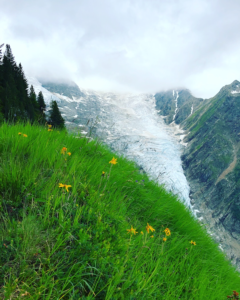 Bossons and Taconnaz glaciers with wild flowers