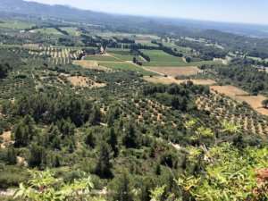 Vineyard views from above