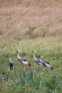 gray crowned cranes