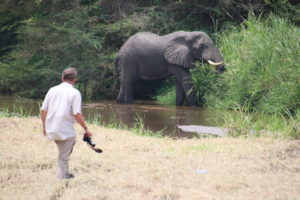 Ishasha Wilderness Camp elephant