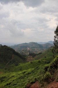 Bwindi landscape