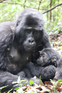 Silverback and baby
