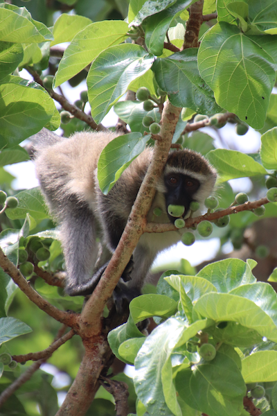 monkey in uganda