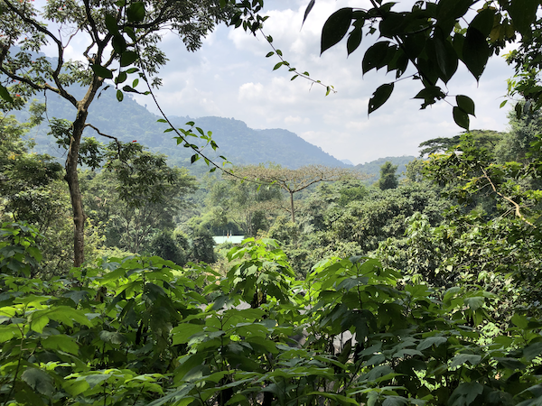 The Mighty Silverbacks of Uganda: How To Find Them - I am Lost and Found