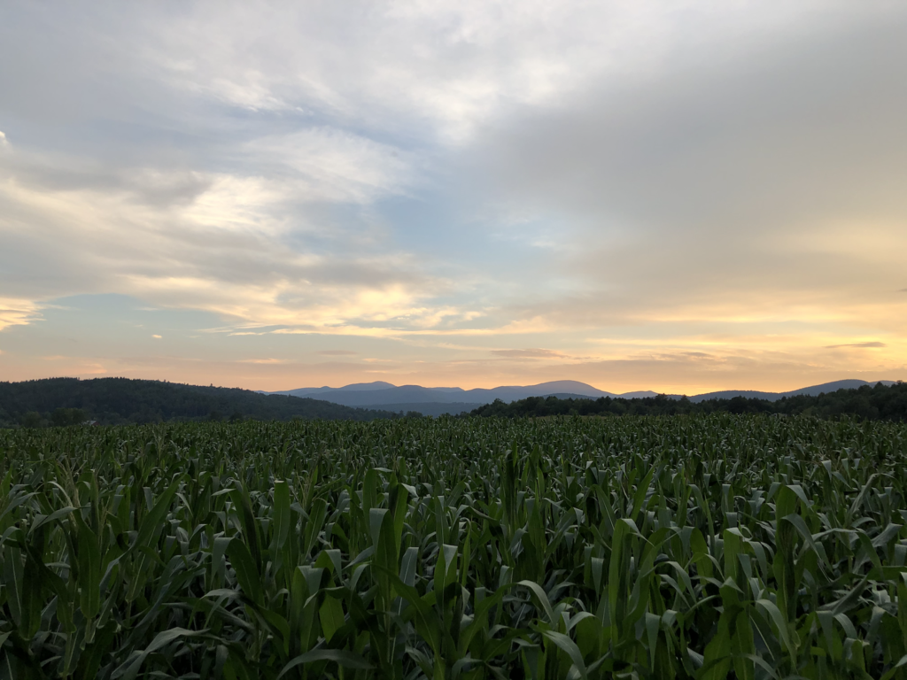 Sweeping views of corn