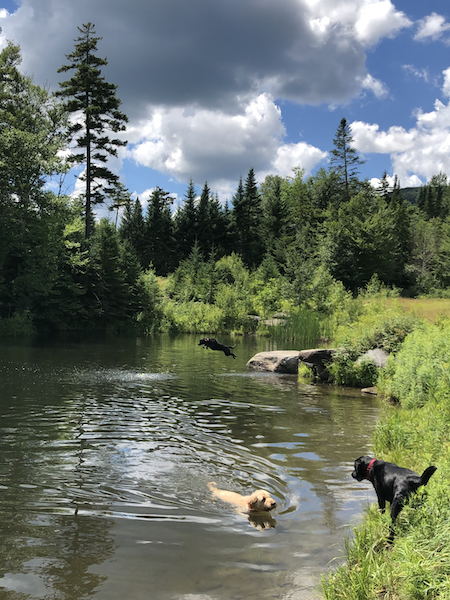 Dogs in pond