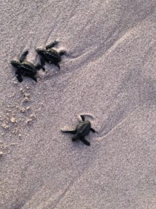 Beach turtles