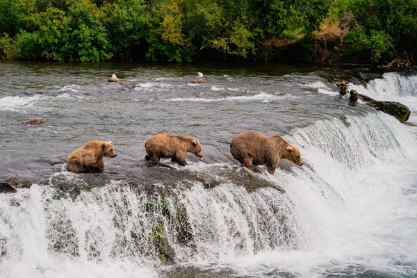 Katmai bear in water