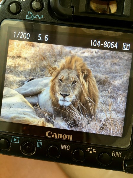 lion on Canon camera