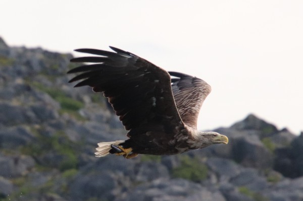 Sea Eagle