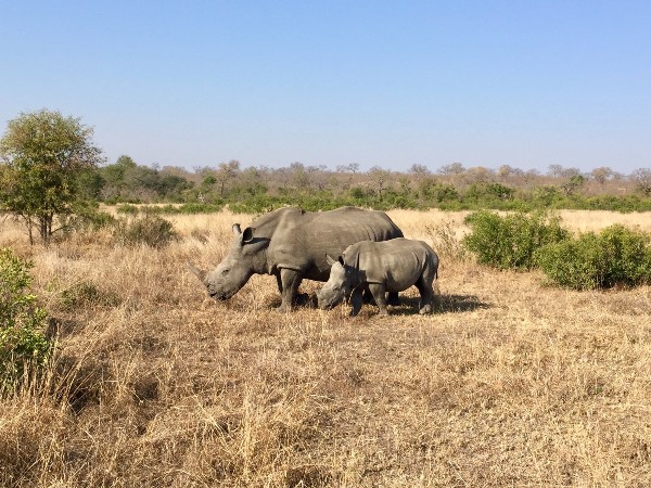 White rhinos in Africa