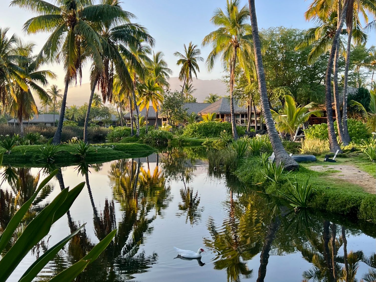 Lagoon with ducks