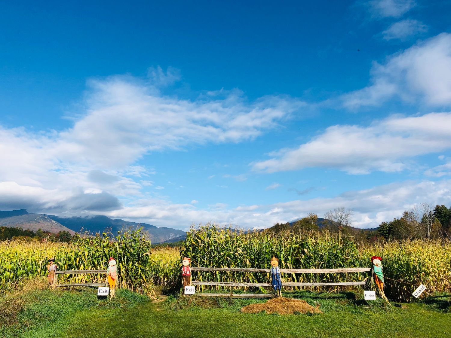 Stowe Corn Maze